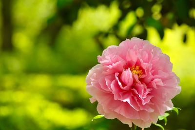 Close-up of pink flower