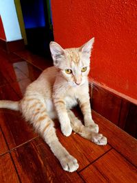 Portrait of cat sitting on wooden floor