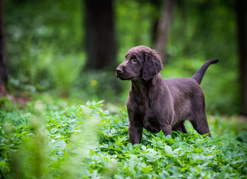 Black dog on field