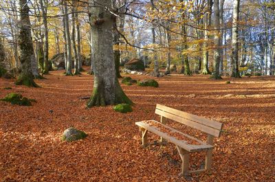 Trees in park