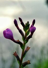 Close-up of purple flower