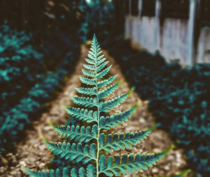 Close-up of fern on field