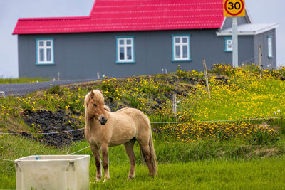 Horse standing on field