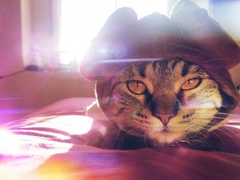 Portrait of cat on bed at home