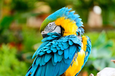 Close-up of a blue and gold macaw parrot