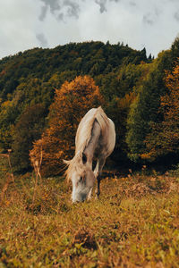 Horse in field on hill