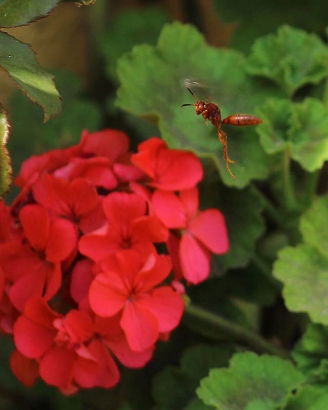 insect, animal themes, one animal, flower, animals in the wild, wildlife, close-up, freshness, growth, nature, plant, leaf, fragility, beauty in nature, focus on foreground, petal, red, selective focus, day, high angle view