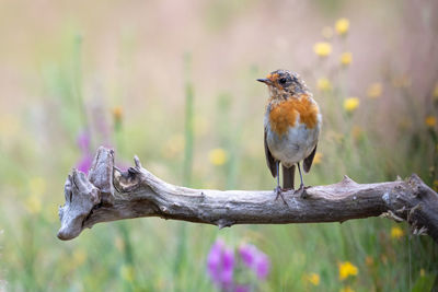 Close-up of bird perching on wood