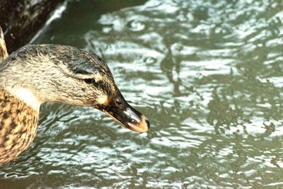 Close-up of duck swimming in lake