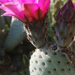 Close-up of prickly pear cactus