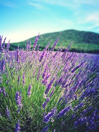 Close-up of fresh purple flowering plants on field against sky