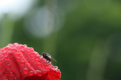 Close-up of insect on red flower