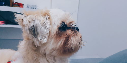 Close-up of dog looking away