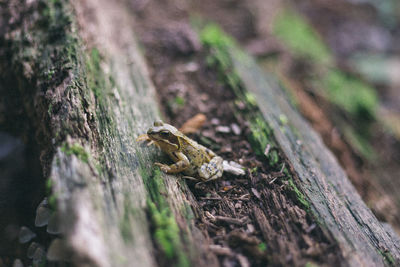 High angle view of insect on tree trunk