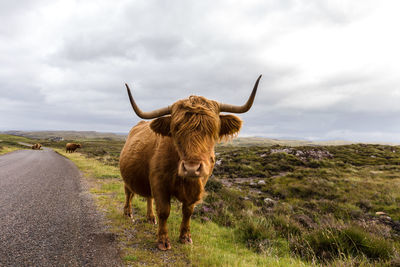 Cow standing on field against sky