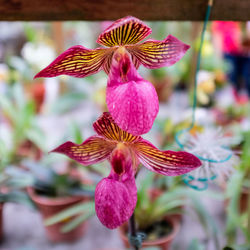 Close-up of flower blooming outdoors