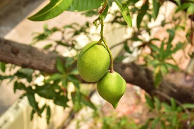 Close-up of mangoes growing on tree