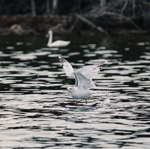 Seagull flying over lake