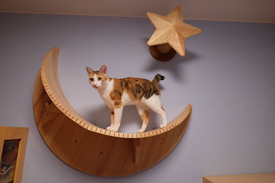 High angle view of cat on table at home