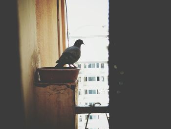 Close-up of bird perching on building