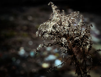 Close-up of frozen plant