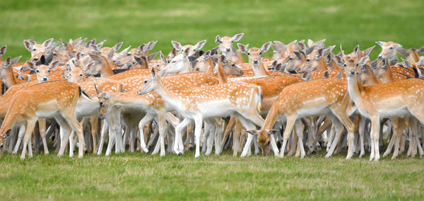 Close-up of sheep on field