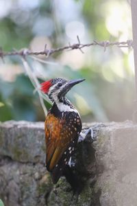 Close-up of bird perching on rock