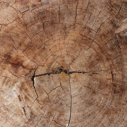 Full frame shot of tree stump