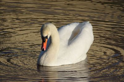 Swan floating on lake