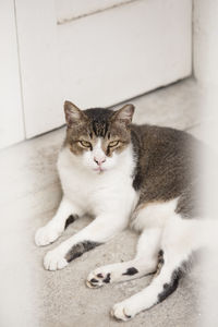 Portrait of cat relaxing on rug at home