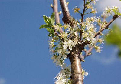 Close-up of cherry blossom against clear blue sky