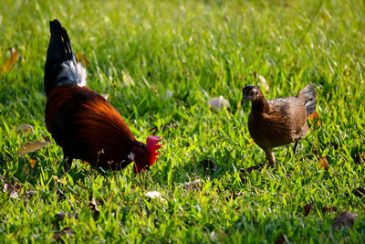 Close-up of rooster on field