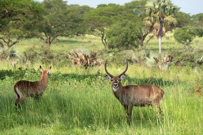 Defassa waterbuck, kobus defassa, murchison falls national park, uganda