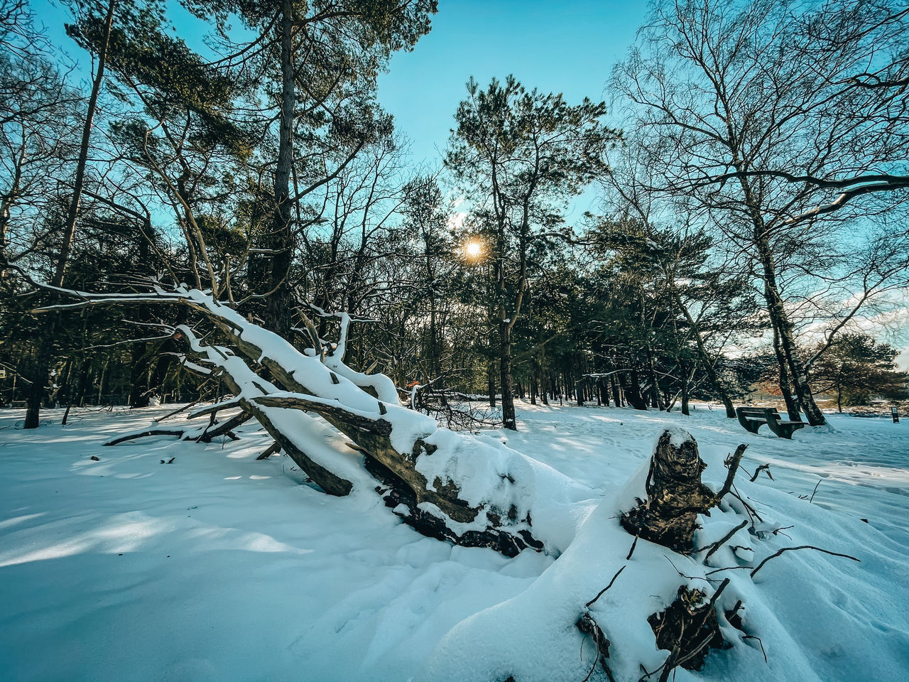 SNOW COVERED TREES ON FIELD AGAINST SKY DURING WINTER