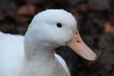Close-up of white swan swimming