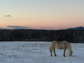 Dog on landscape at sunset