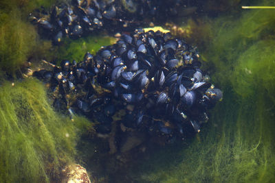 High angle view of birds in sea