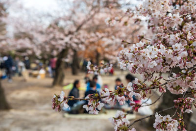 Picnic under cherry trees hanami around matsumoto castle, japan. closeup pink sakura flower