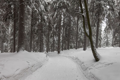 Snow covered trees in forest