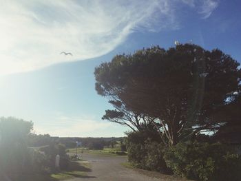 Trees against sky