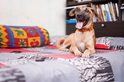 A happy dog sitting on the bed with his tongue out