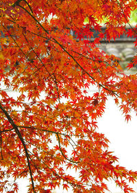 Low angle view of maple tree