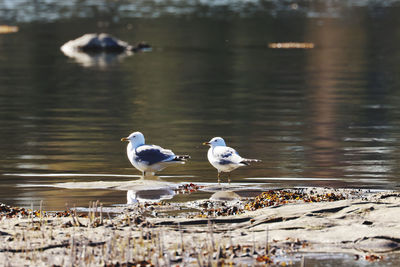 Close-up of seagull perching on lake