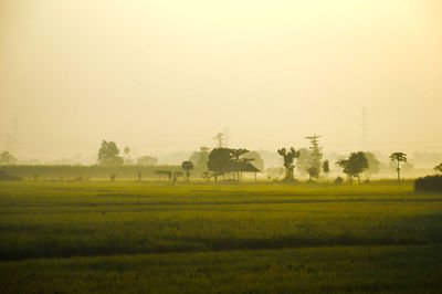 Scenic view of agricultural field against sky