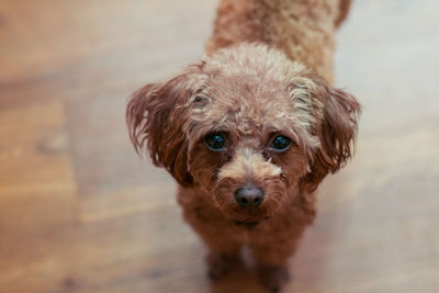 Portrait of puppy