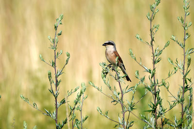 Bird perching on branch