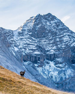 View of a horse on snow covered land