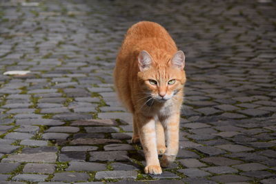 Cat on ground