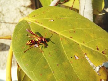 Close-up of insect on leaf