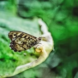 Close-up of butterfly on plant